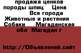 продажа ценков породы шпиц  › Цена ­ 35 000 - Все города Животные и растения » Собаки   . Магаданская обл.,Магадан г.